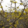 Cornus mas